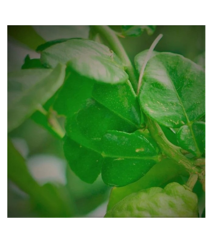 BRUME BERGAMOTE RÉGÉNÉRANTE